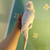 قالب سیلیکونی دیوارکوب طوطی مولد سیلیکونی مناسب دیوارکوب دکوری مخصوص پودر سنگ مجسمه سازی...