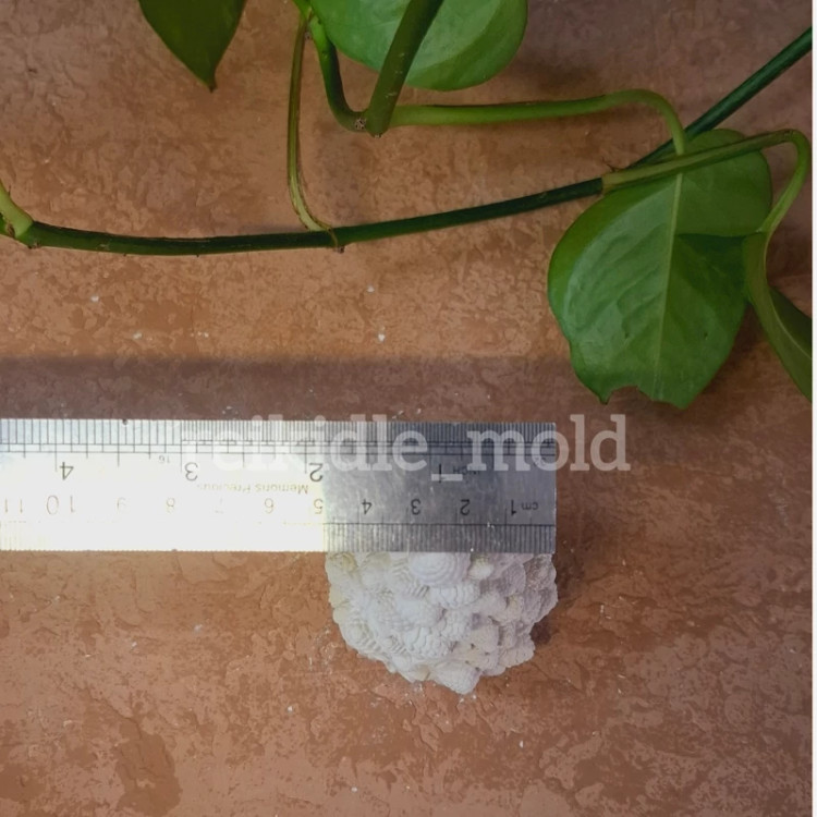 قالب سیلیکونی کاج بلوط قالب کاج بلوط