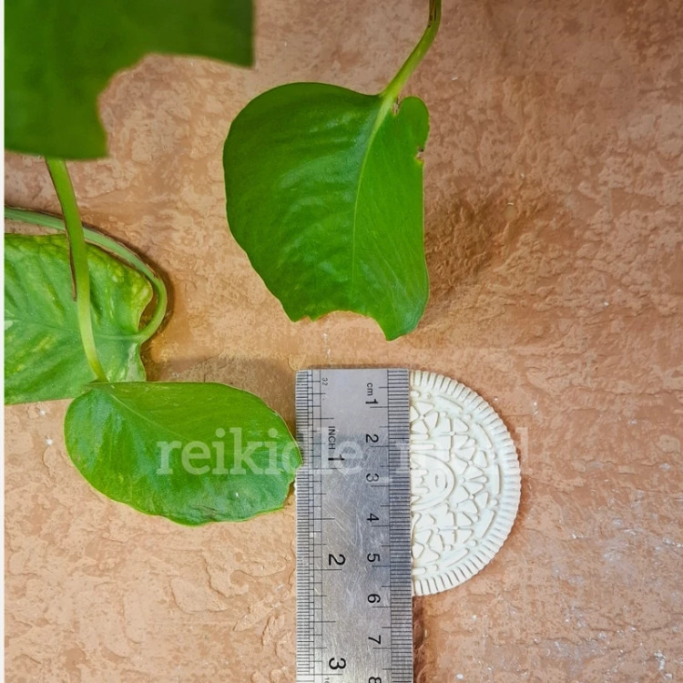 قالب سیلیکونی بیسکوئیت اورئو 3 عددی قالب بیسکوئیت اورئو