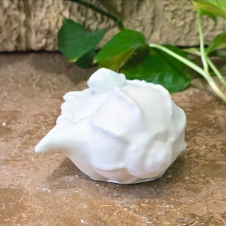 قالب قوطی گوش ماهی قالب سیلیکونی قوطی گوش ماهی
